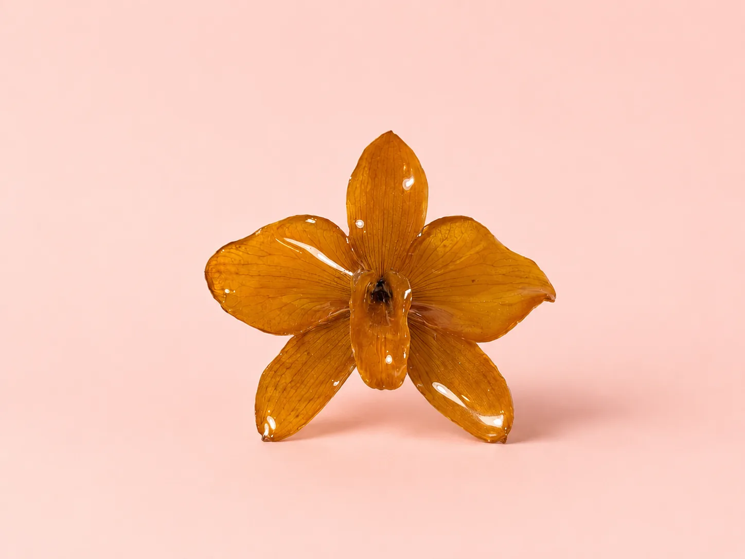 Orquídea