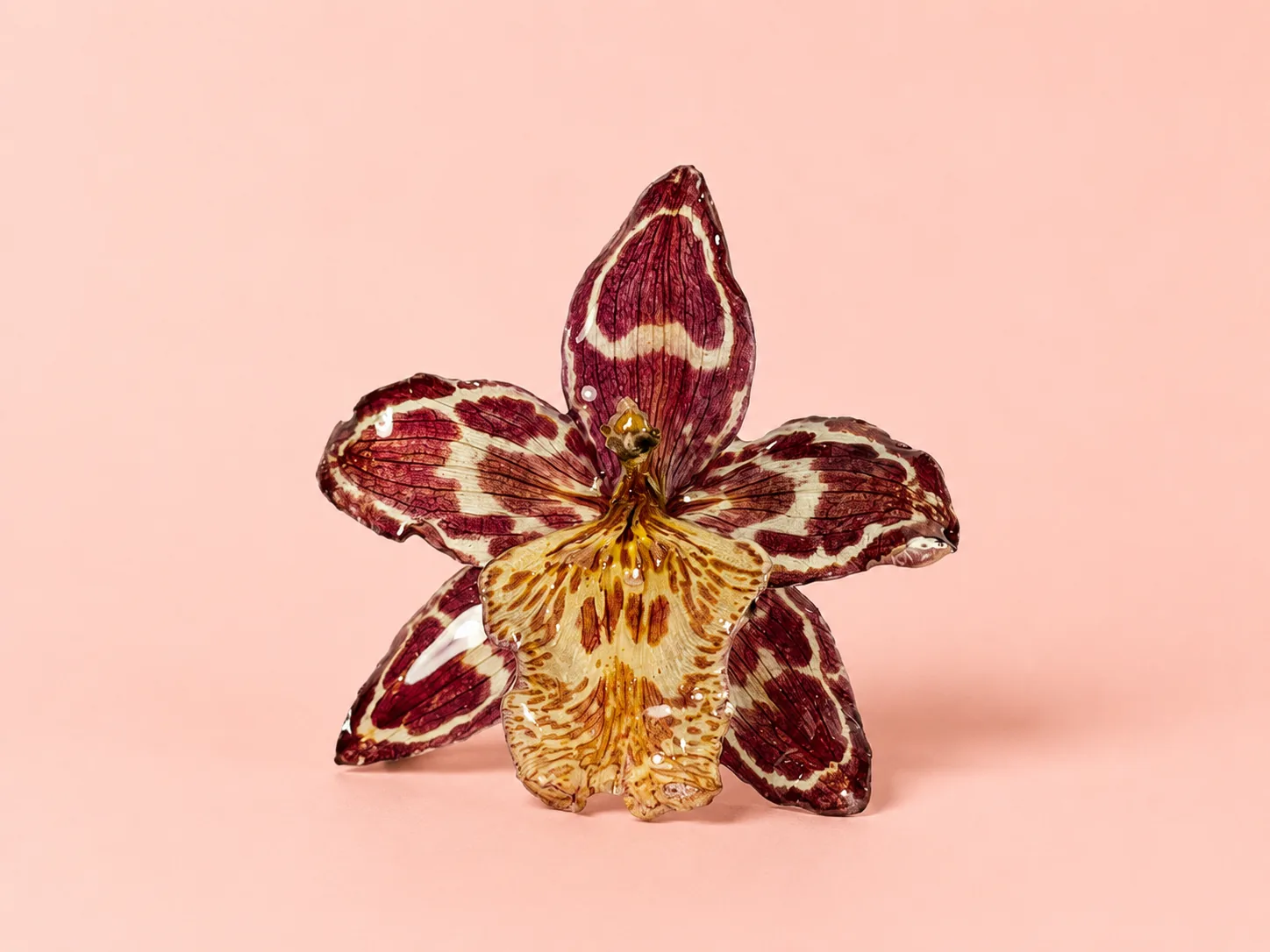 Orquídea